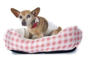 Proper Bedding for senior dogs