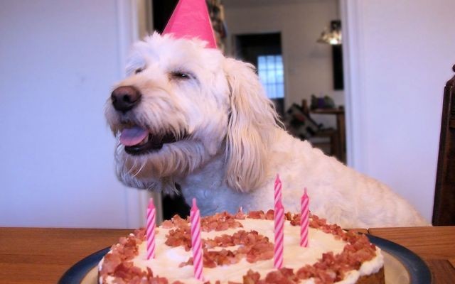 Puppy Cake Creates People Food That is Healthy for Dogs