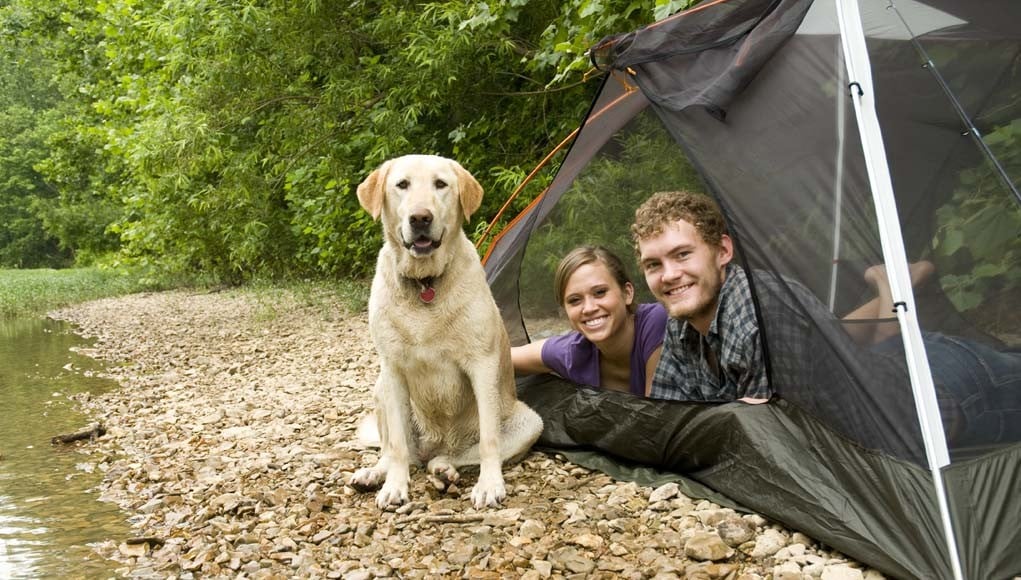 Puppy's First Campsite - Bringing Home to the Outdoors