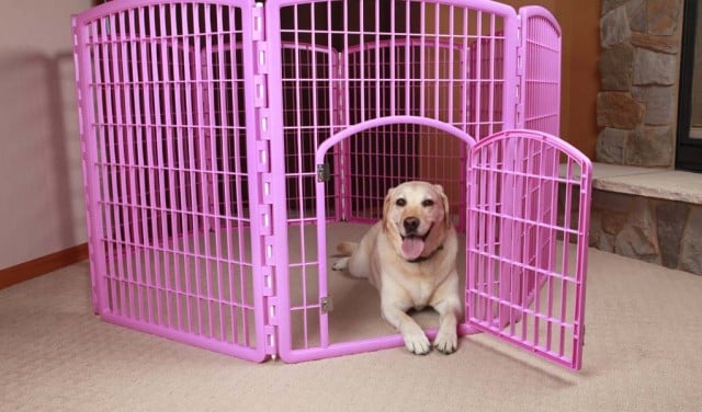 Safe Playtime - Why You Should Consider a Pet Playpen for Dogs