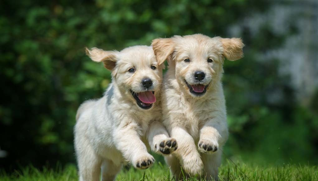 Socializing Puppies