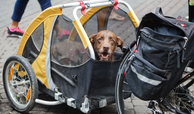 Still Summer - Hit the Road with a Doggy Trailer