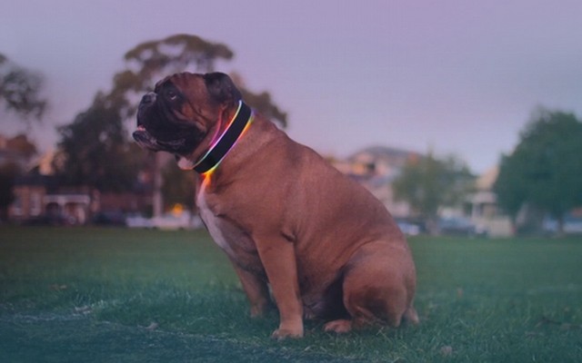 The Buddy Collar Keeps Your Dog Safe and Connected