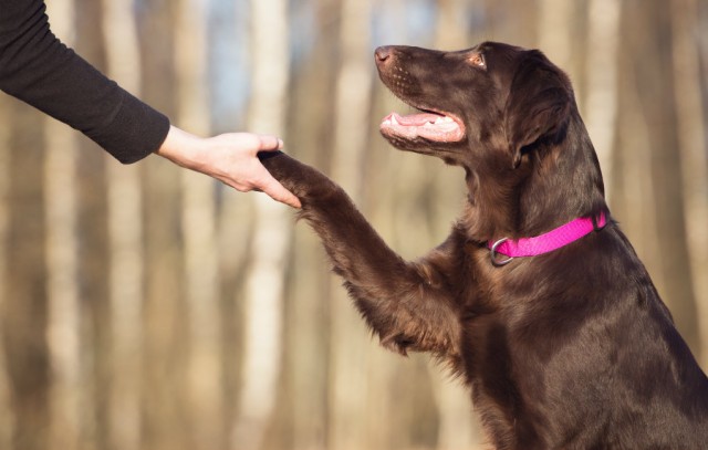 The Business of Dog Training