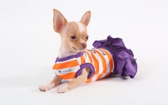 The Fashion Institute of Technology Brings Dog Fashion Into Their Curriculum1