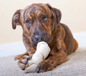 What Dog Product Related Issues Do Vets See Most Often