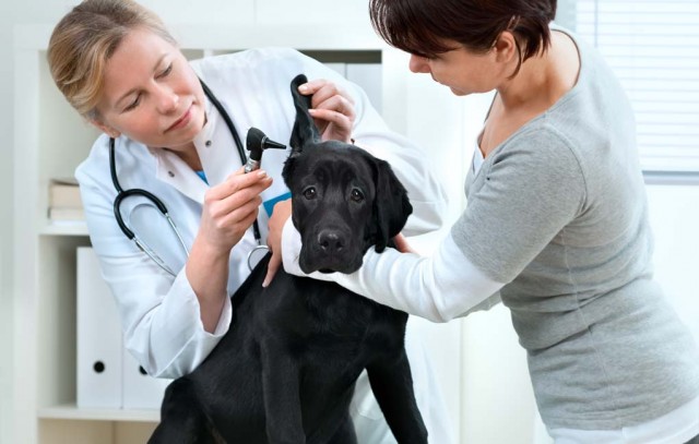 What Dog Product Related Issues Do Vets See Most Often