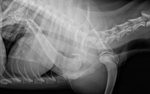 What Dog Product Related Issues Do Vets See most Often