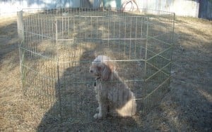 Why Your Dog Needs a Playpen