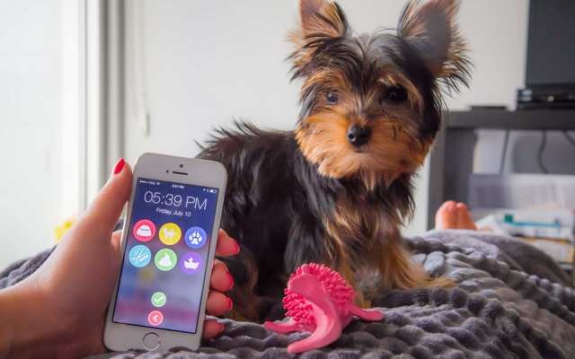 Your Family Can Keep Track of Who Feeds Fido With This New App