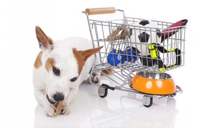 Types of Dog Supplies to Buy in Bulk