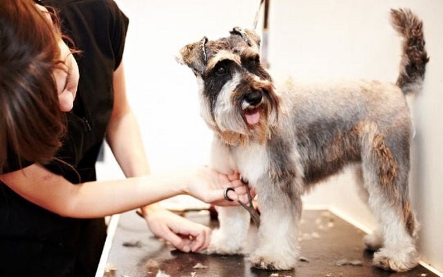 A Passion For Hair and Dogs Turned Into This Successful Business