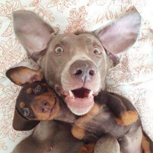 Alabama Humane Society Kicks Off 'Selfie September'