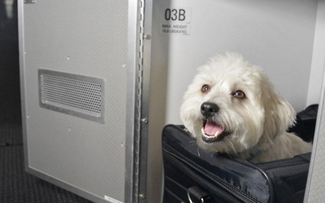 American Airlines Offers Luxe Pet Cabins