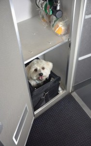 American Airlines Offers Luxe Pet Cabins