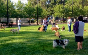 Arthritis Trouble Sparks Retirees Idea for A Dog Park in Toledo, Ohio