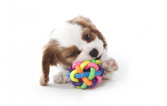 Being Choosy About Dog Toys featured image