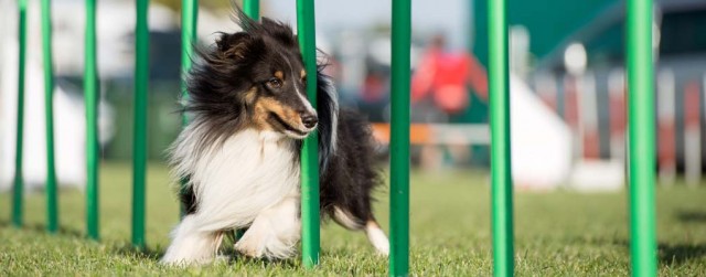 Best Dog Agility Equipment Kit