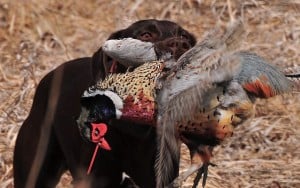 Breaking Scents for Hunting Dogs - Every Hunter's Favorite Tool