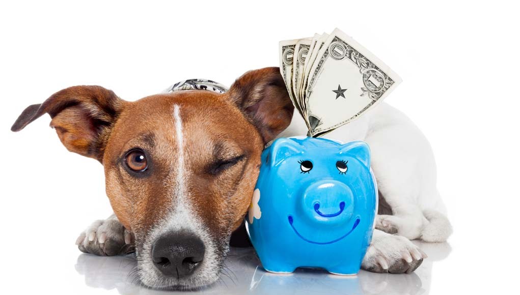 Caring For Your Dog on a Budget