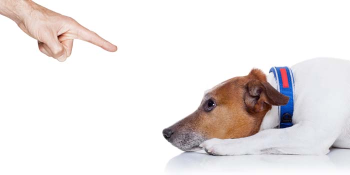 Confusion About Negative Reinforcement During Dog Training