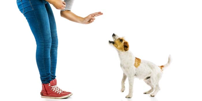 Confusion About Negative Reinforcement During Dog Training