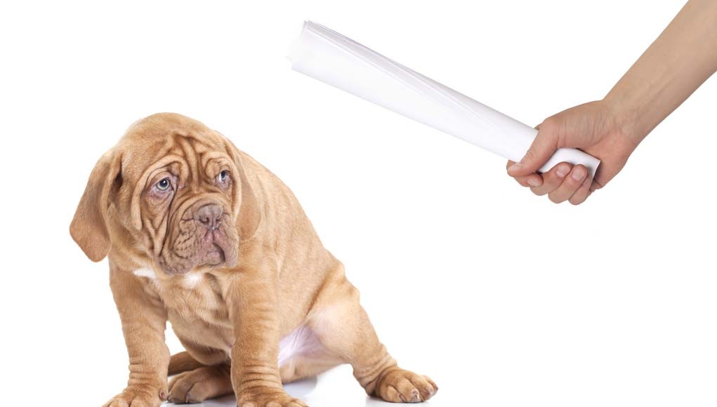 Confusion About Negative Reinforcement During Dog Training