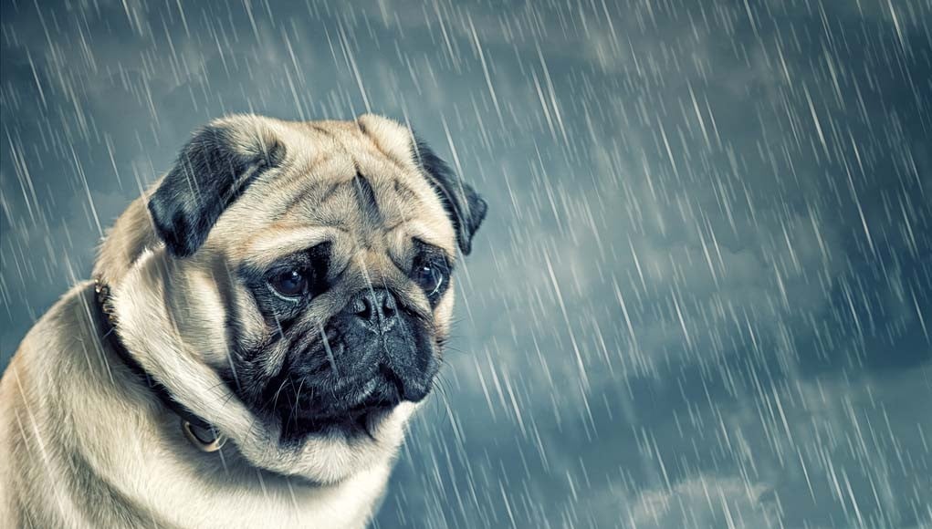 Depressed Pets - How to Help a Dog with Depression