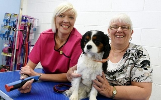 Dog Groomer Gets New Digs After Working From Garden Shed For 5 Years