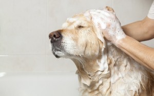 Dog Groomer Gets New Digs After Working From Garden Shed For 5 Years