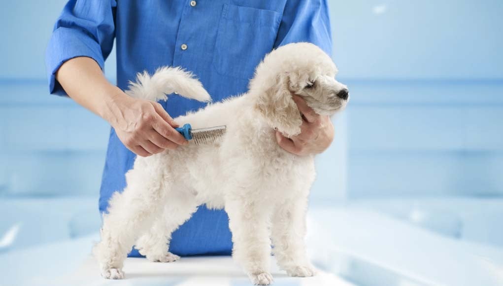 Dog Grooming 101 - Becoming a Professional Pet Groomer