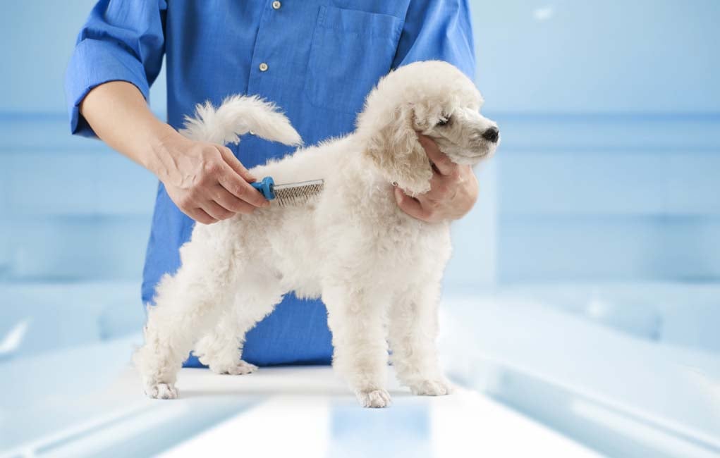 Dog Grooming 101 - Becoming a Professional Pet Groomer