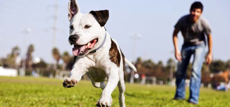 Dog Park Etiquette