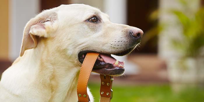 Everything You Need to Know About Humane Collars and Leashes