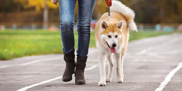 Everything You Need to Know About Humane Collars and Leashes