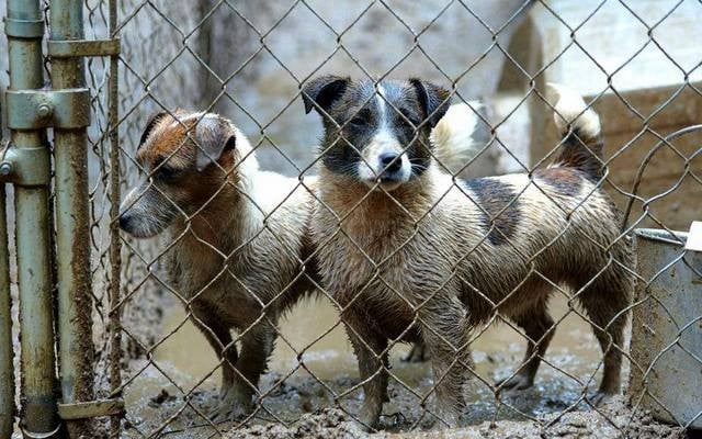 Famous New York Puppy Party Company Allegedly Obtains Animals From Puppy Mills