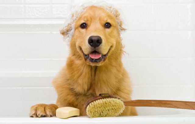 How to Get Your Dog to Love Bathing