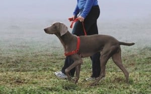 Humane Dog Training Equipment