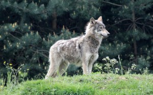 I Gave My Sister A Wolf-DoG Hybrid