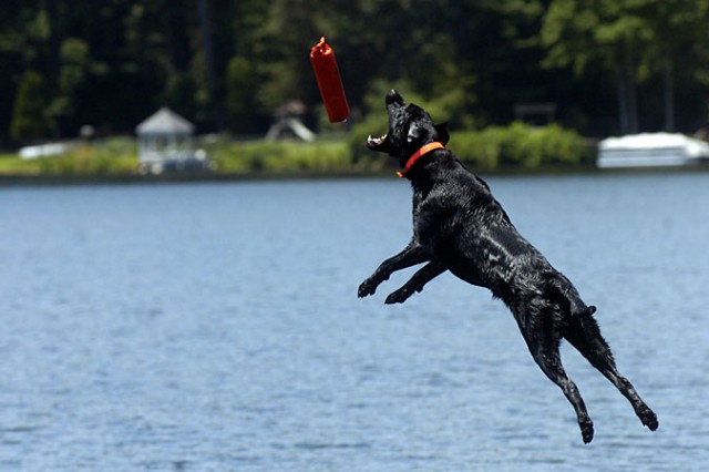 Illinois Couple Trains Award-Winning Dogs