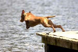 Illinois Couple Trains Award-Winning Dogs