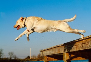 Illinois Couple Trains Award-Winning Dogs