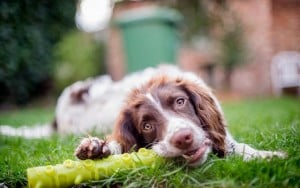 Interactive Puzzle Toys for Dogs