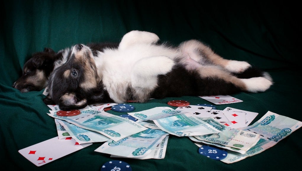 Is Your Dog a Gambling Addict