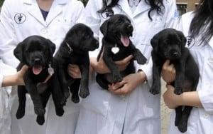 Korean Lab Has Nearly Perfected Dog Cloning