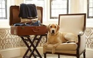 London Hotel Sets the Bar High for Pet Friendly Establishments