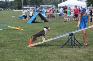 Many Clients Refer To This Dog Trainer a Dog Whisperer