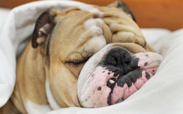 New Study Proves We're Making Dogs Lazy