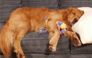 New Study Proves We're Making Dogs Lazy