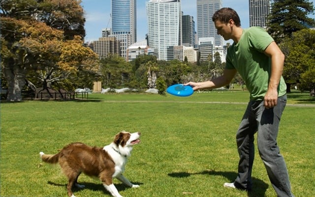 Play With Your Dog And Perform Scientific Research At the Same Time